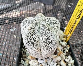 Astrophytum onzuka cactus E 75