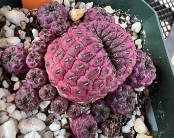 Sulcorebutia mizquensis Multiple heads cactus Succulent plants Home Bonsai Decor Sulcorebutia mizquensis Multiple heads cactus Succulent plants Home Bonsai Decor