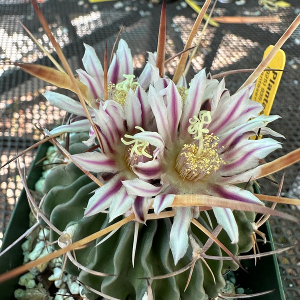 Stenocactus crispatus cactus D158