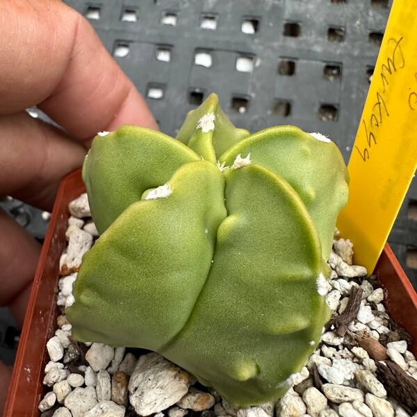 Astrophytum nudum furkyu cactus D 271