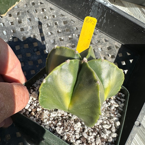 Astrophytum myriostigma nudum lightly variegated cactus in 4.25 inch pot B 191