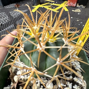 Ferocactus chrysacanthus cactus C 306