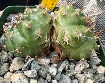 Gymnocalycium tucovacense cactus two headed b100