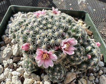 Mammillaria giselae cactus in 4.25 inch pot A95