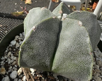 Astrophytum myriostigma cactus in 6 inch pot A 41