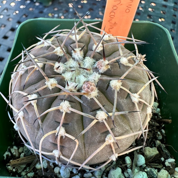 Gymnocalycium asterium cactus D 182