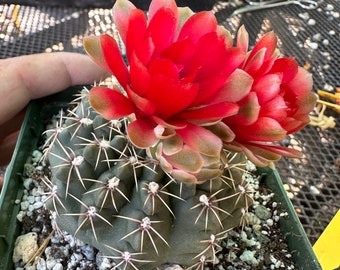 Gymnocalycium baldianum cactus in 4.25 inch pot D234