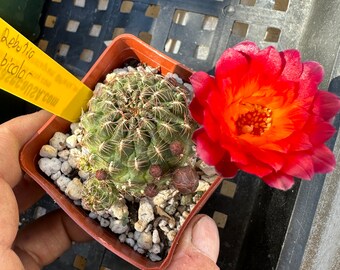 Sulcorebutia bicolor cactus E 239