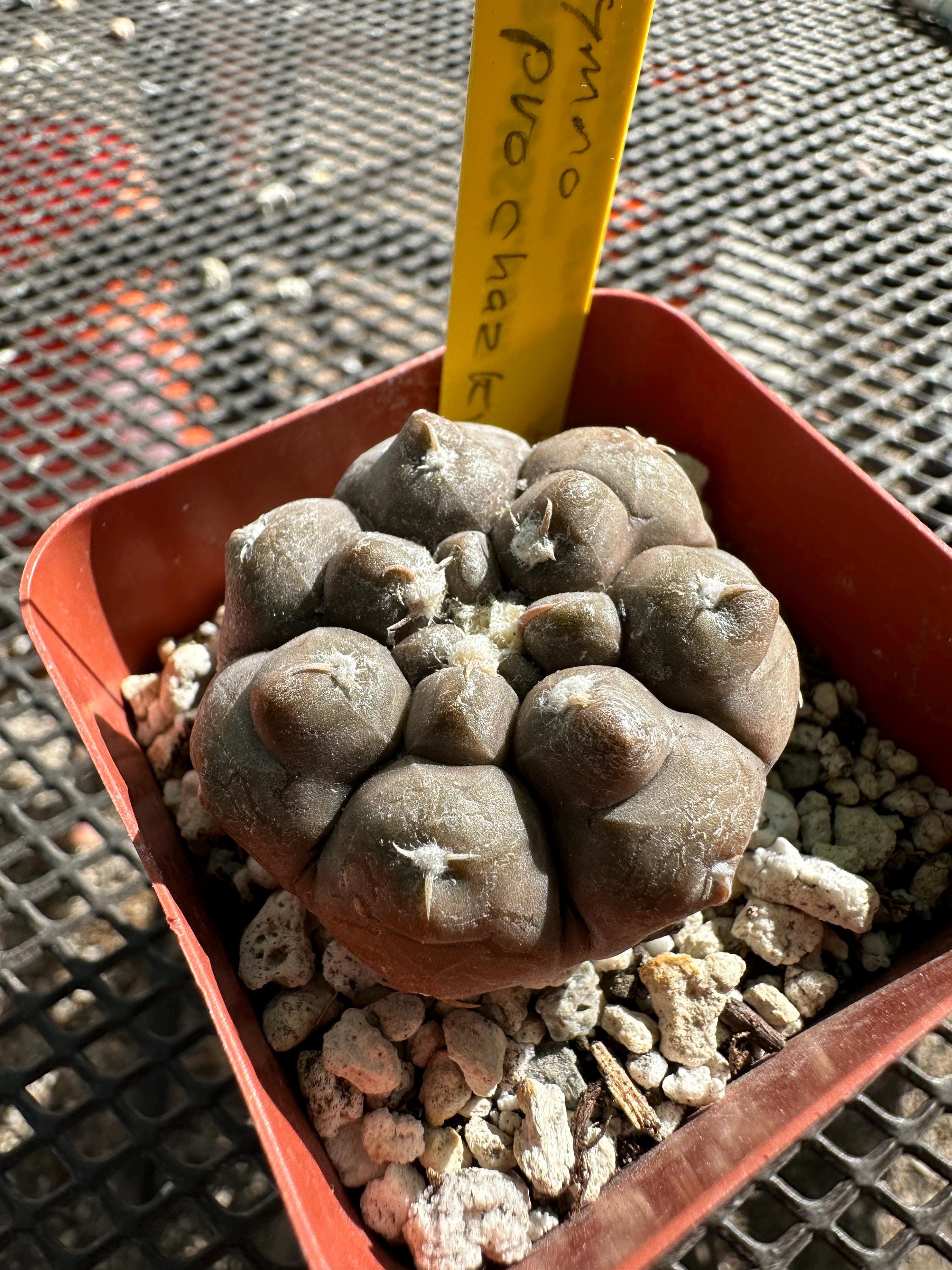 mammillaria stella-de-tacubaya Mammillaria stella-de-tacubaya SB 32 Santa Rita Del Calabazal, Zac –  Hajek-kaktusy