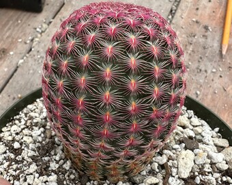 Echinocereus rubispinus rainbow cactus very red in 6 inch pot C-1