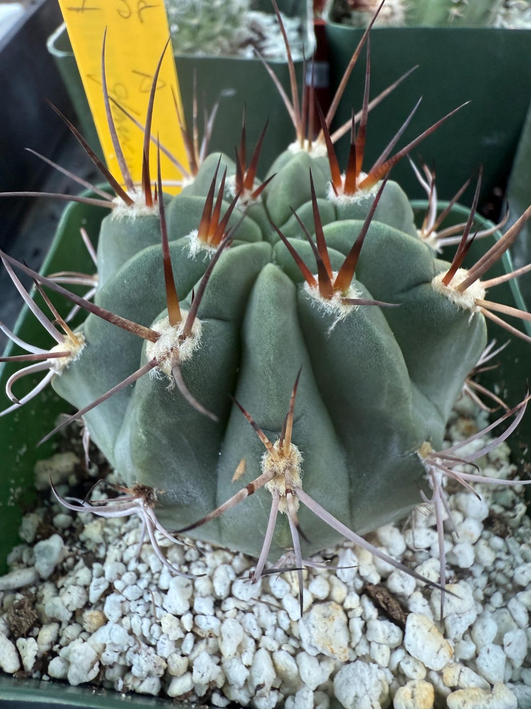 Acanthocalycium Glaucum Uncommon Blue Cactus I-38 - Etsy