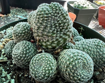 Rebutia albopectinata cactus in 6 inch pot