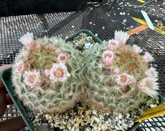 Mammillaria carmenae two headed cactus in 4.25 inch pot D288