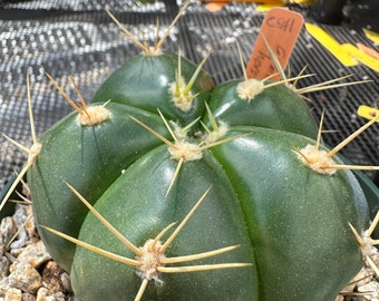 Gymnocalycium horstii "green tomatoe" cactus in 6 inch pot C 542