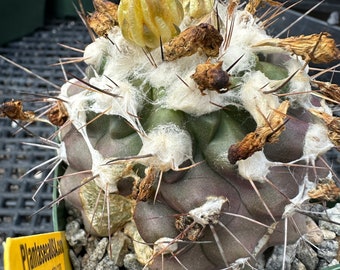 Copiapoa grandiflora cactus with growth split C446
