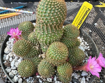 Rebutia perplexa cactus in 6 inch pot D46