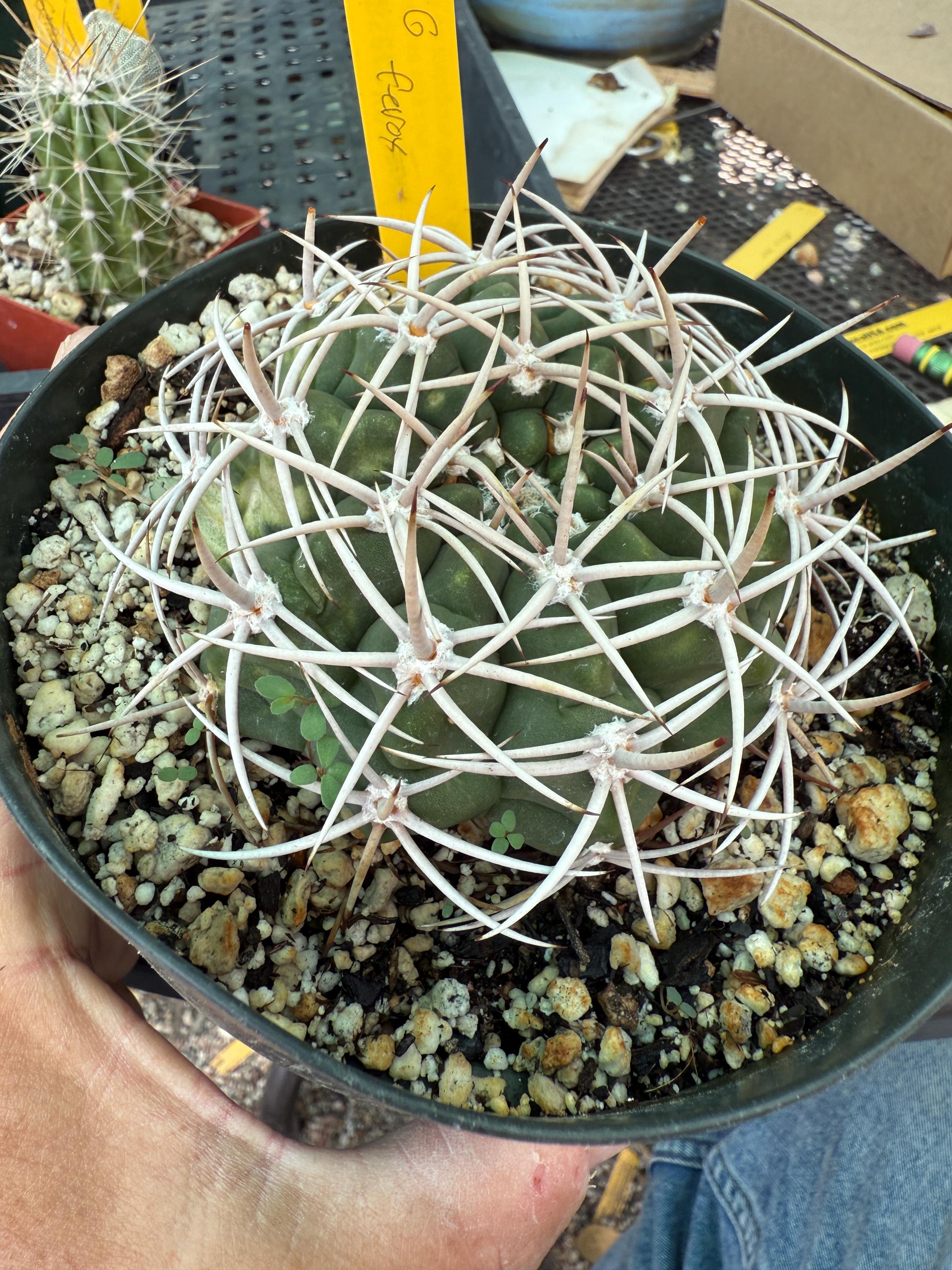 Gymnocalycium Ferox Cactus in 6 Inch Pot G 85 - Etsy