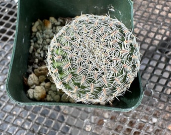 Sulcorebutia alba rare cactus