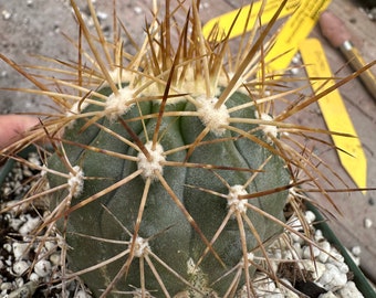 Copiapoa tigrilensis cactus in 4.25 inch pot some minor scarring at base C 177
