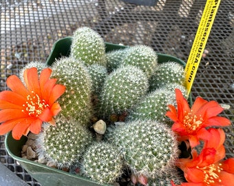 Rebutia fabrisii cactus D109