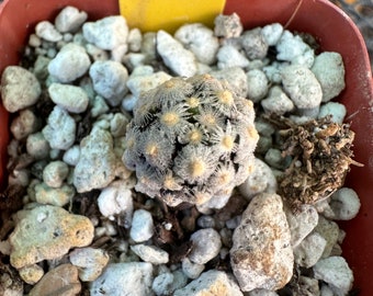 Mammillaria theresae miniature cactus L 231