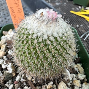 Epithelantha unguispina cactus D435