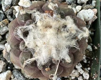 Copiapoa hypogea cactus