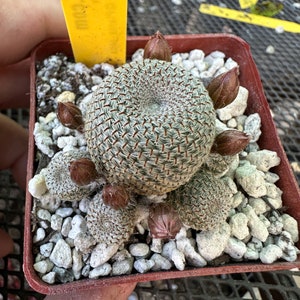 Rebutia heliosa cactus D426