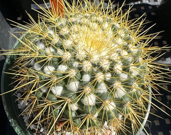 Mammillaria canelensis big plant in 6 inch pot B 186