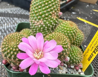 Rebutia perplexa cactus C 509