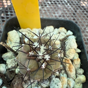 Copiapoa cinerea cactus H 31
