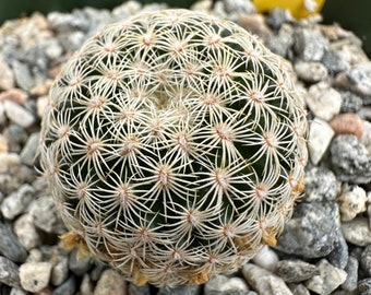 Mammillaria solisoides cactus C59 rare