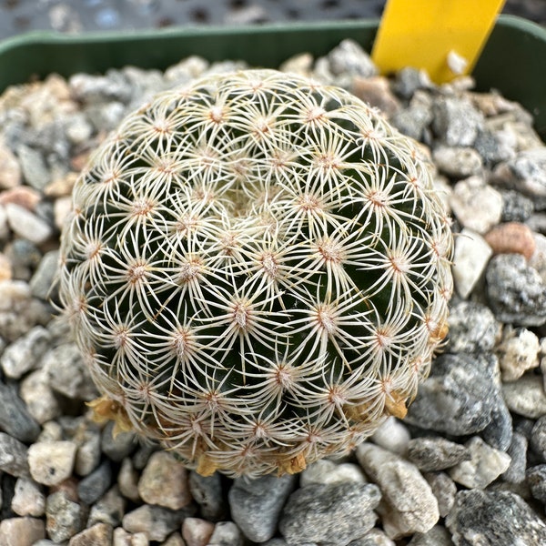 Mammillaria solisoides cactus C59 rare