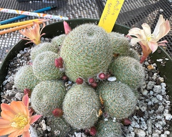 Rebutia sunrise rare cactus in 6 inch pot D45