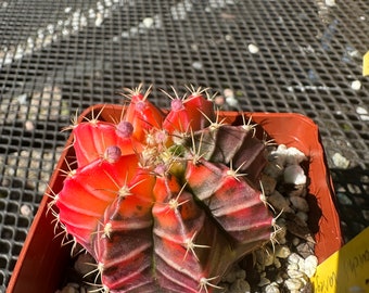 Gymnocalycium mihanovichii variegate cactus D26