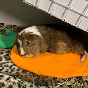 Puede incluir: Un conejillo de indias marrón y blanco descansando sobre una cama para mascotas con forma de zanahoria naranja con hojas de fieltro verde. La cama está sobre una manta con estampado de leopardo. Encima del conejillo de indias hay una jaula de alambre blanca.