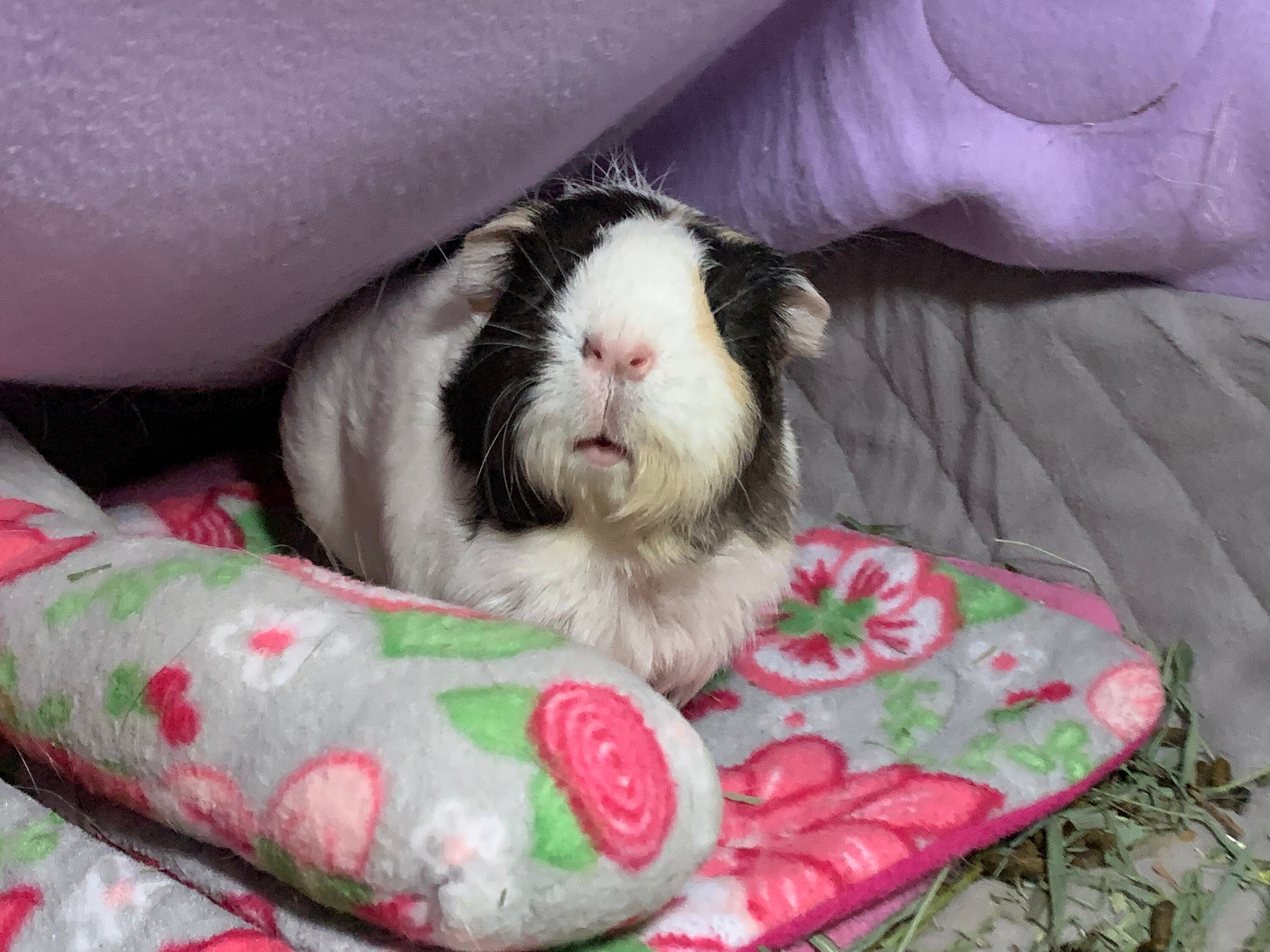 10 Comfy Noodle Pillow for Guinea Pigs Etsy