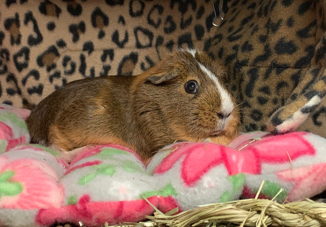 Comfy Noodle Mattress / Sleep Cushion Bed Guinea Pig /mini Etsy