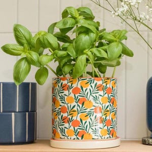 Op de afbeelding: Een levendige groene basilicumplant in een cilindervormige keramische pot. De pot heeft een herhalend patroon van oranje citrusvruchten en donkergroene bladeren op een crèmekleurige achtergrond, rustend op een bijpassende ronde keramische schotel.