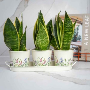 Peut inclure: Trois plantes serpent en pot dans des pots en métal blanc avec des motifs floraux. Les pots sont placés dans un plateau en métal blanc avec un motif floral.