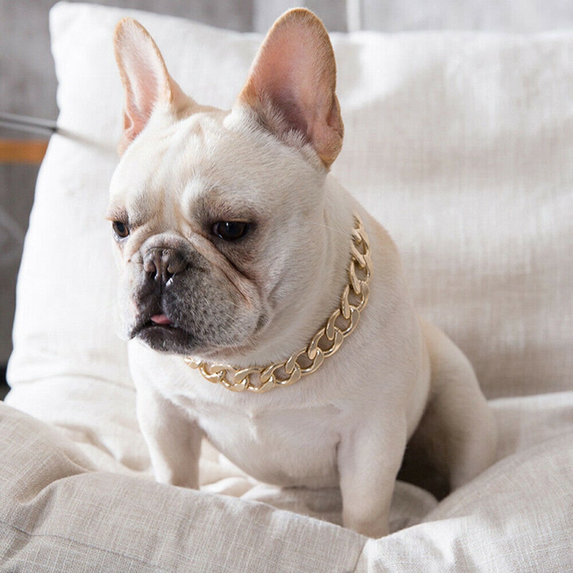 Dog chain Puppy Accessories /Jewelry collar for Frenchie dog | Etsy