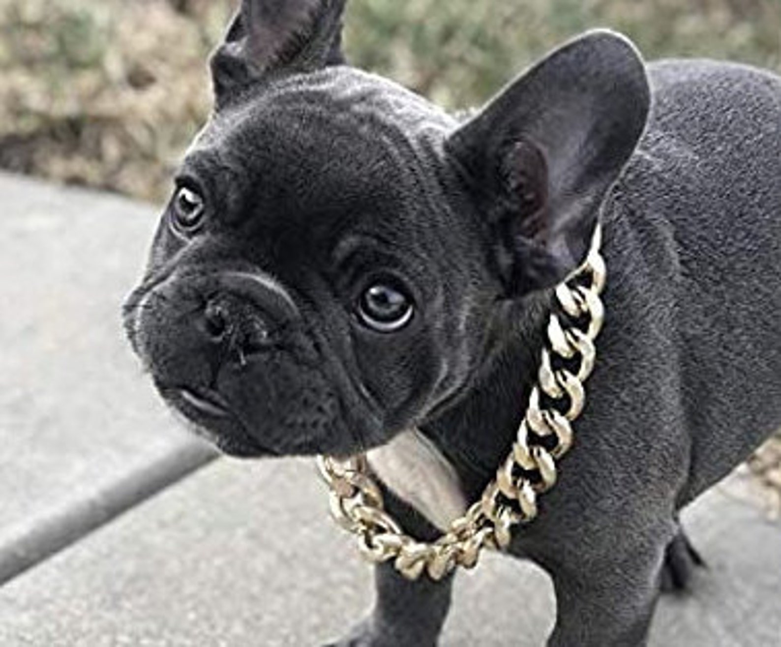 Dog chain Puppy Accessories /Jewelry collar for Frenchie dog Etsy