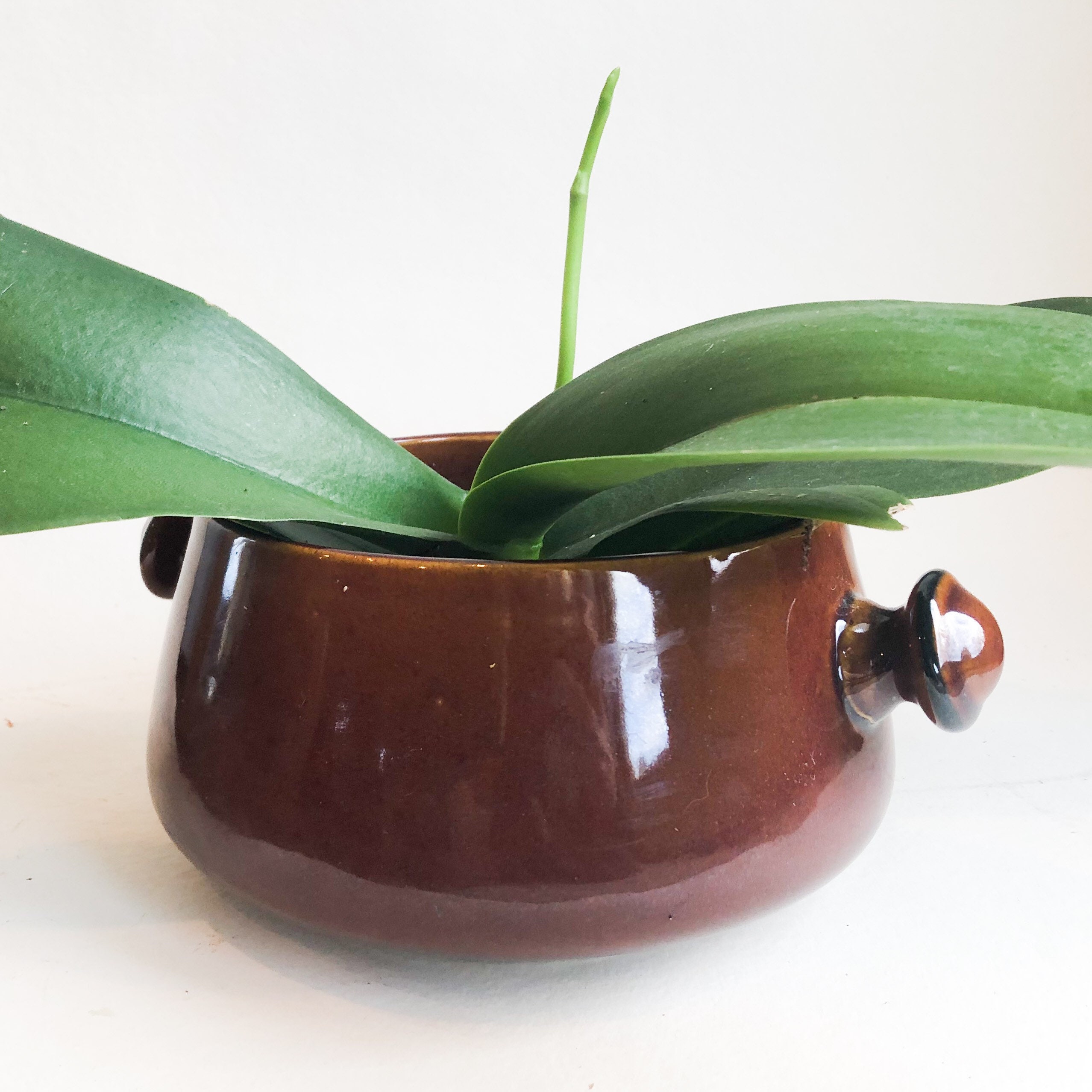 Brown 6 Ceramic Pot with Drainage Holes and Handles Medium Etsy