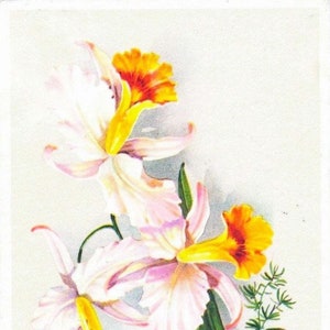 アイリスのアンティークポストカード 植物プリント 1950年代 アイリスの花の壁アートのイラスト 印刷可能なアート /タグ/クリップアート/スクラップブック/ジャーナルページ