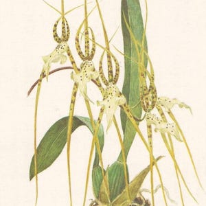 Vintage Brassia Botanical Print Botanical image : 1980s Floral Illustration (Digital Download)