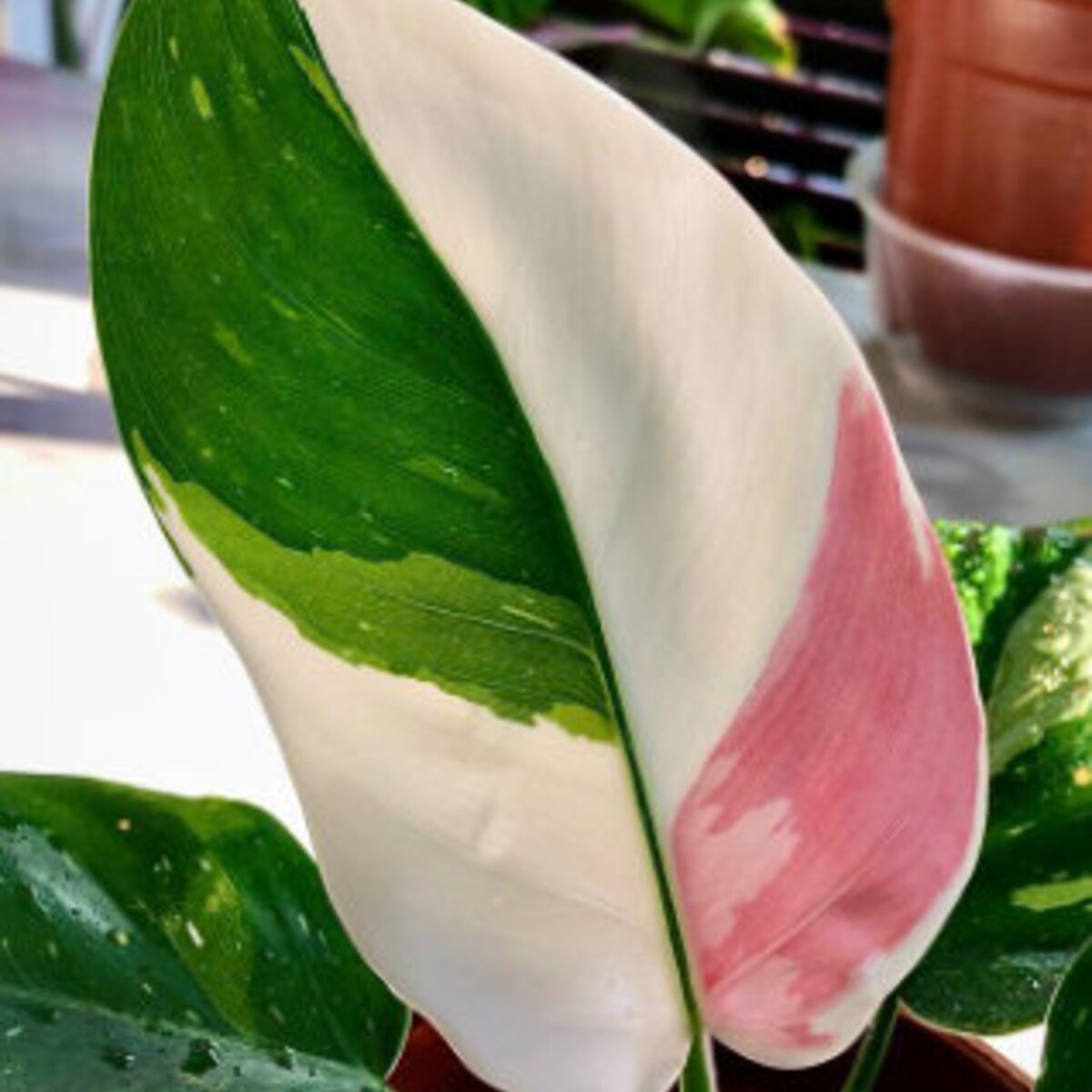 Philodendron White Princess Tricolor Rooted Cutting - Etsy