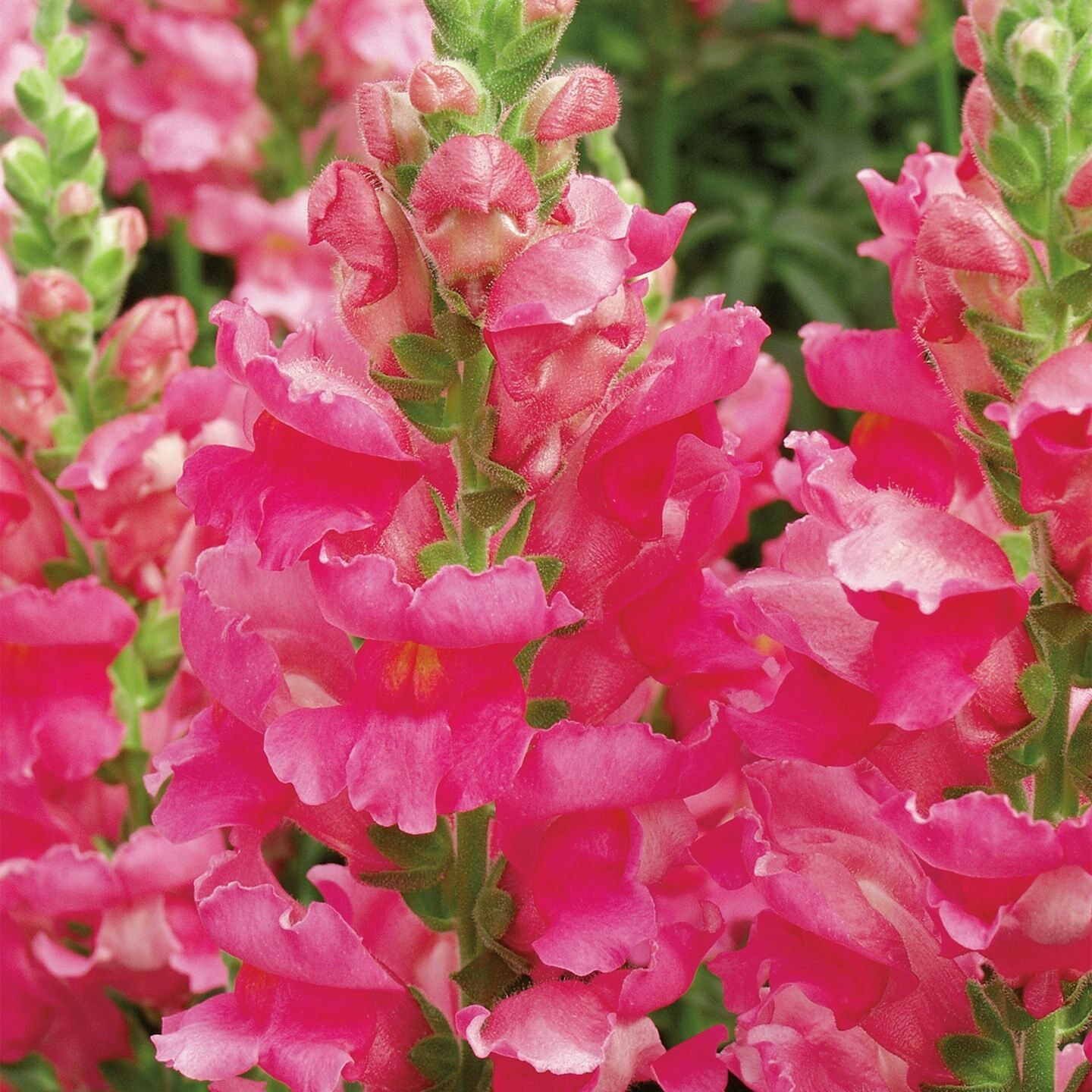 Giant Snapdragon Flowers Seeds pink antirrhinum Etsy UK