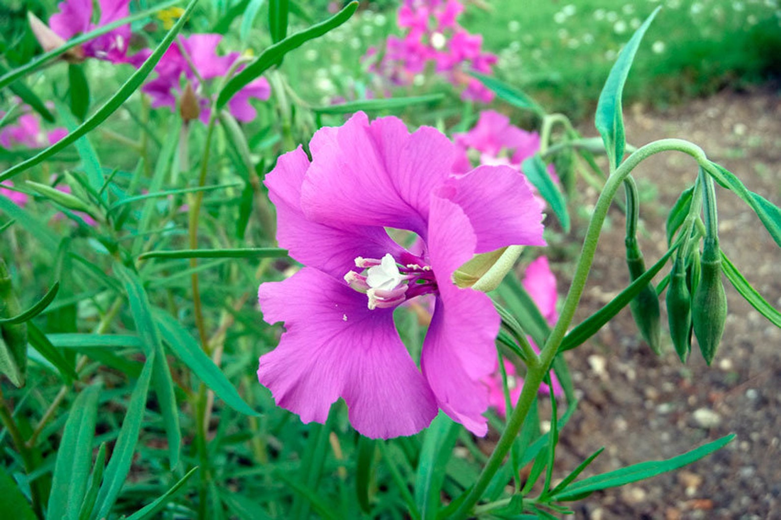 Clarkia Flowers Seeds pretty Mix clarkia | Etsy