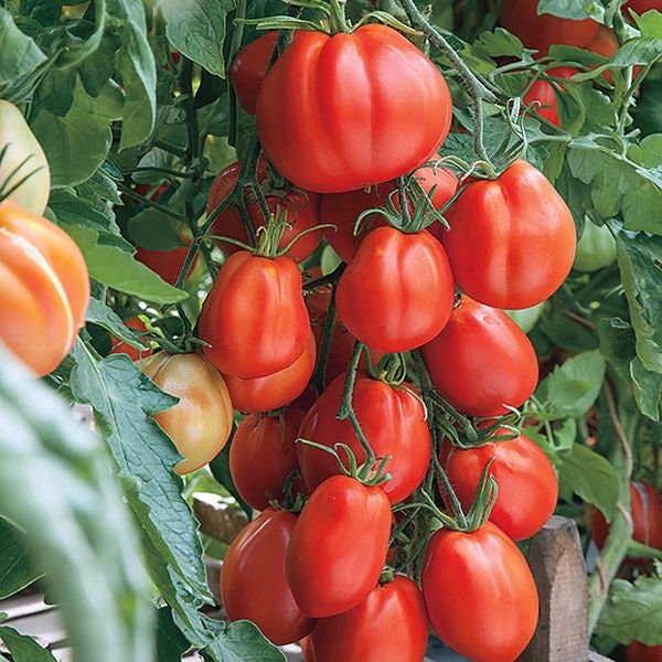 Tomatensamen "Etoile" Groß 0,1 g Natürlicher Bauerntraum Томат Вусокорослуй Лтуаль