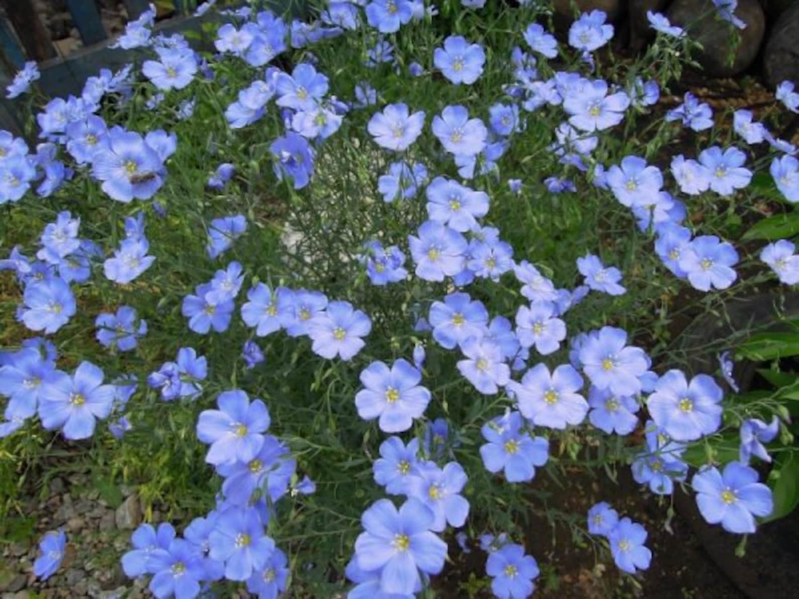 Лён крупноцветковый (Linum grandiflorum)